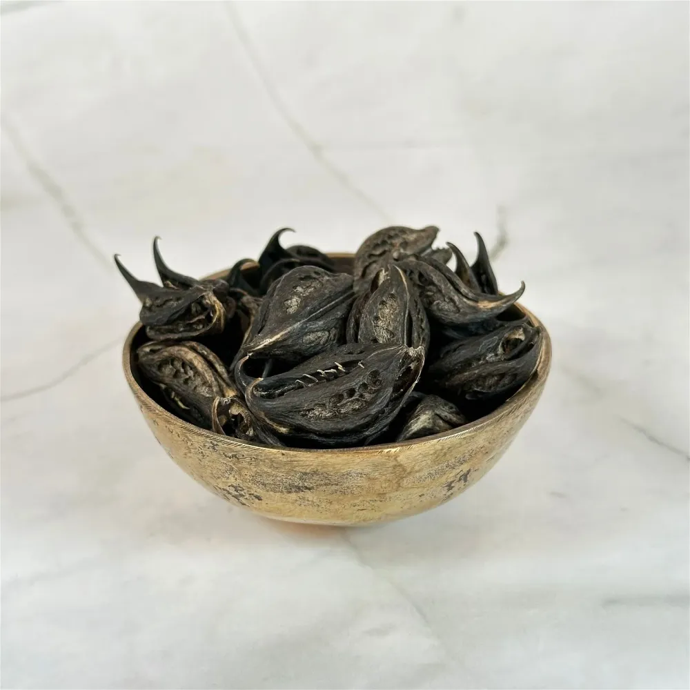 Graine Tête de Chauve-Souris