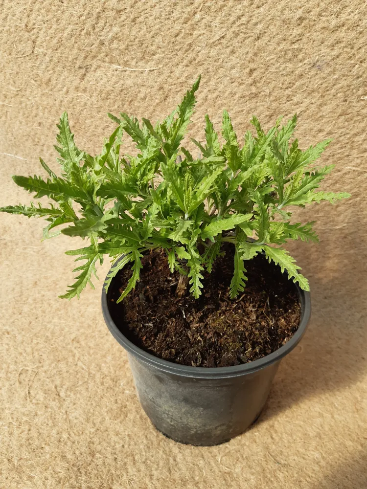 Perovskia atriplicifolia 'Blue Spire'