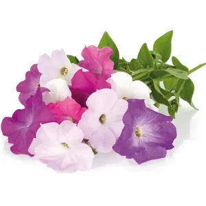 Petunia Plant Pods - ClicknGrow