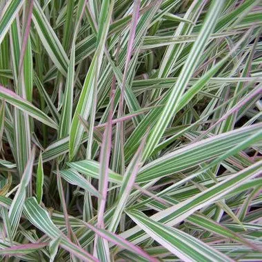 Phalaris arundinacea 'Picta'