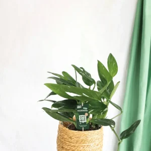 Philodendron Cobra