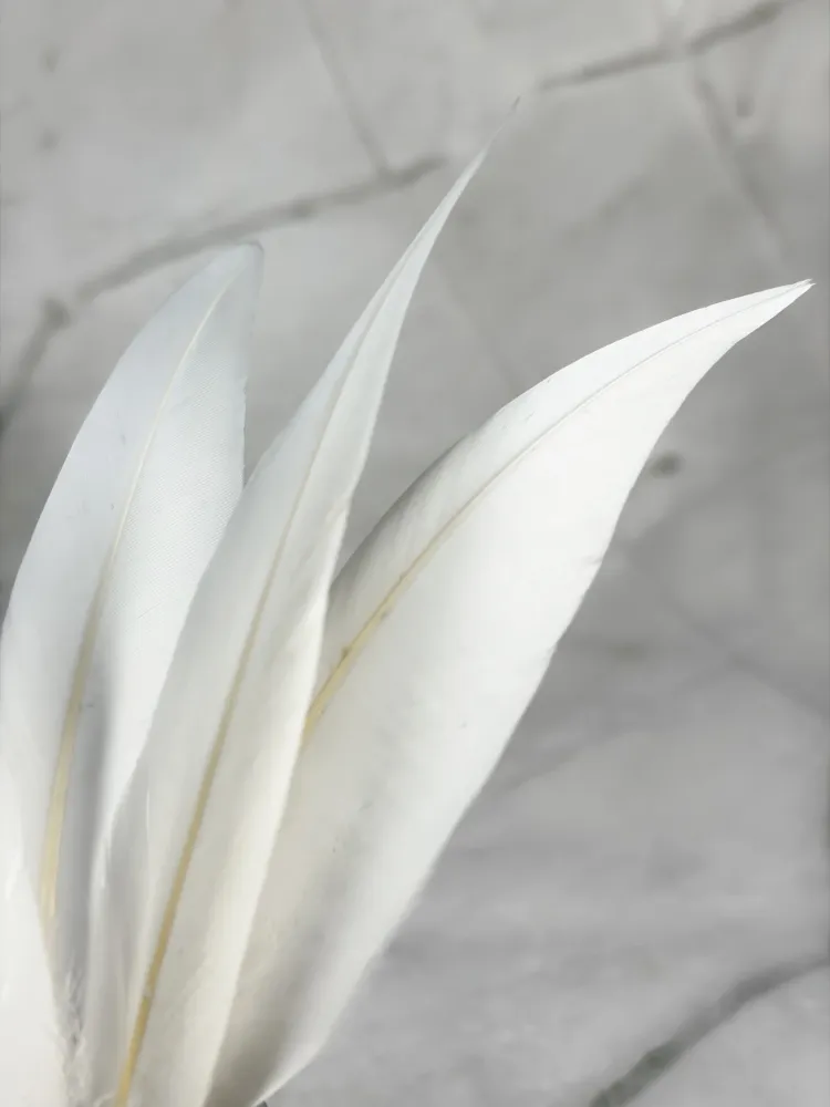 Plume d'oie blanche