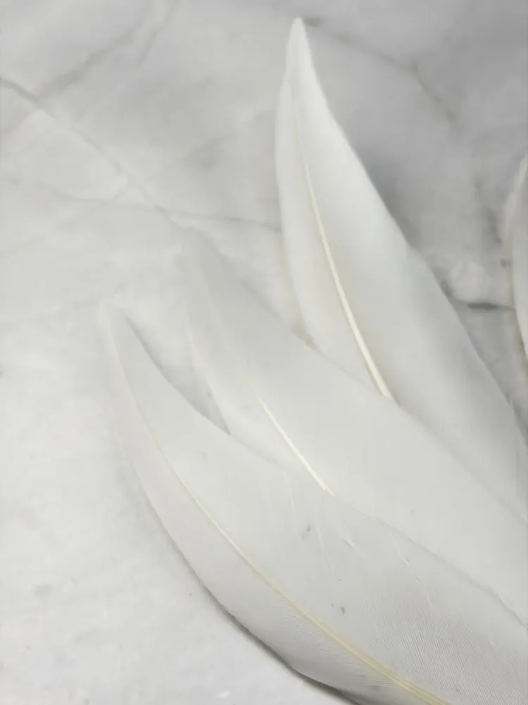 Plume d'oie blanche
