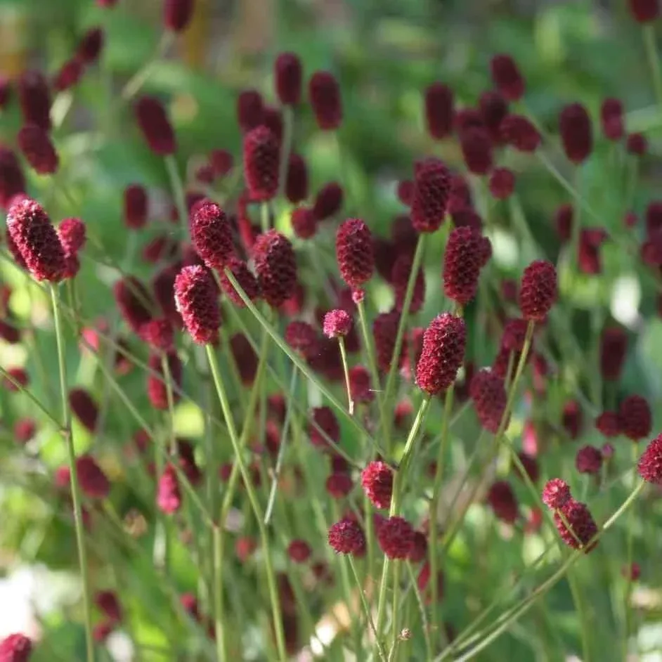 Sanguisorba officinalis 'Tanna'