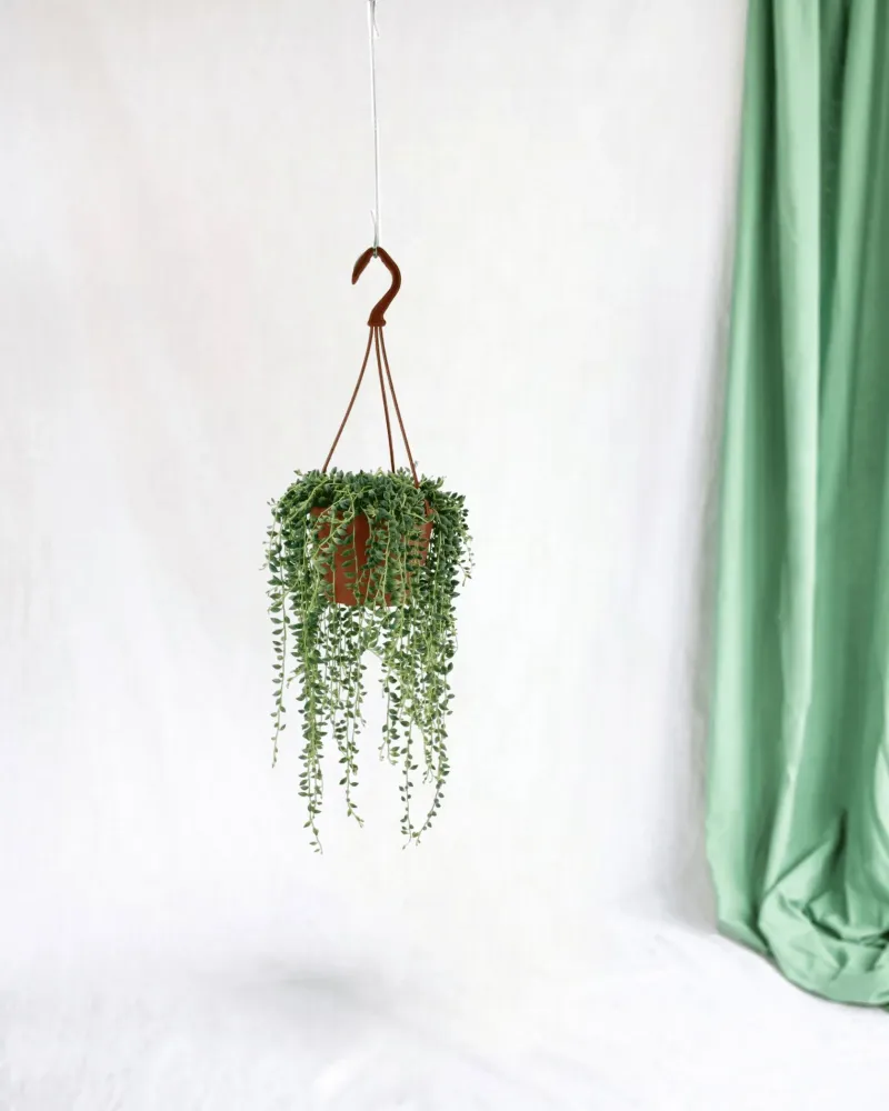 Senecio Herreianus