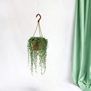 Senecio Herreianus
