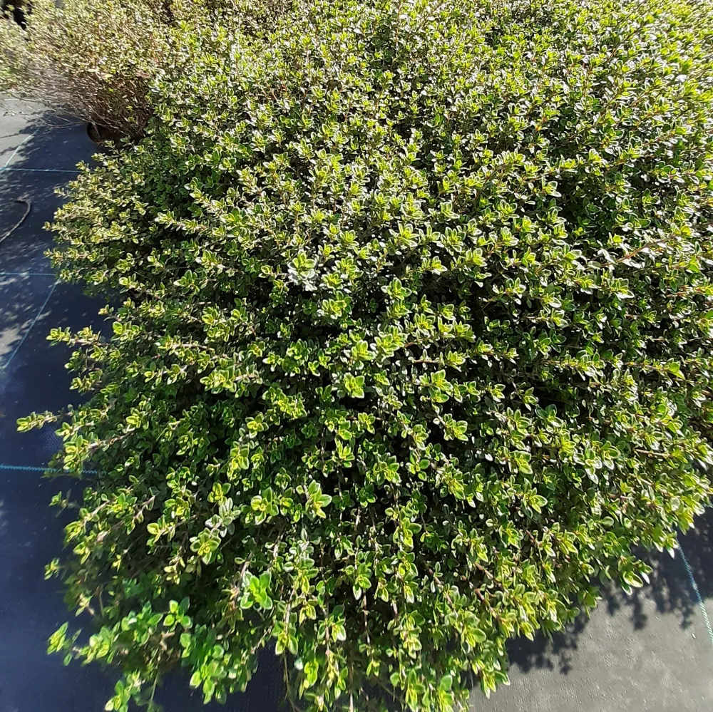Thym citron