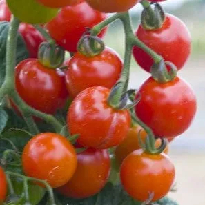 Tomate cerise 'Super Sweet 100' F1