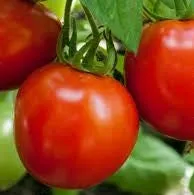 Tomate 'Cobra'