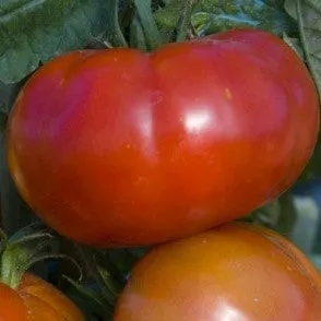 Tomate 'Marmande'