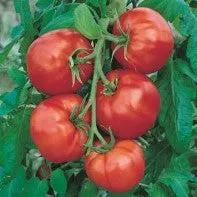 Tomate 'Saint-Pierre'