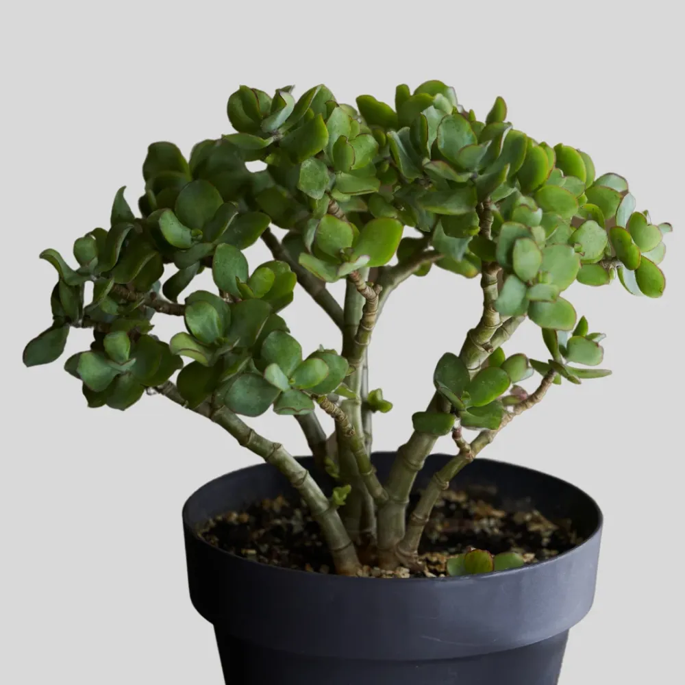 Crassula 'Minova Magic' (Plante de Jade) De Plantrekkers