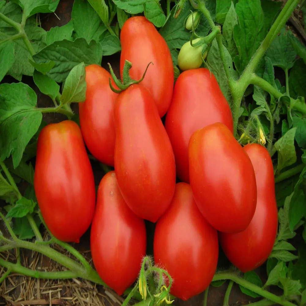 Semences à pollinisation ouverte de tomate Roma VF veseys