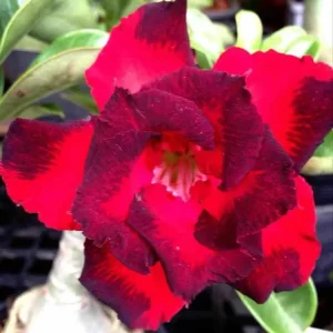 Adenium obesum cv.black eclipses rouge - taille caudex d'environ 2000g 25/30cm vraiment gros caudex