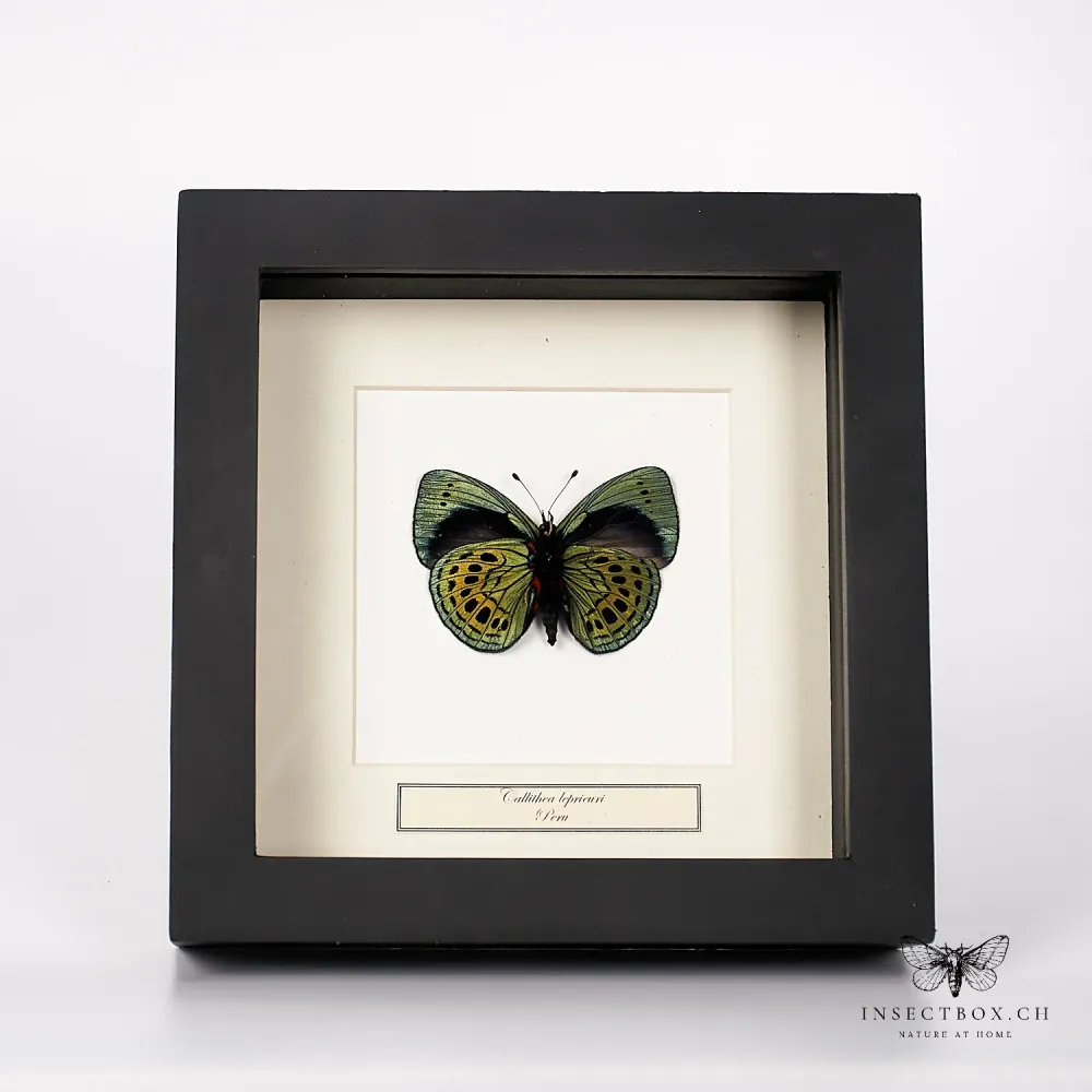 Papillon de la passion - Callithea leprieuri