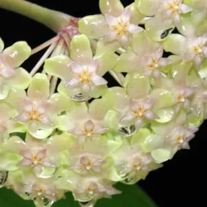 Hoya balaensis (fleur de porcelaine, fleur de cire) taille pot de 2 litres - 20/40 cm - blanc et rose